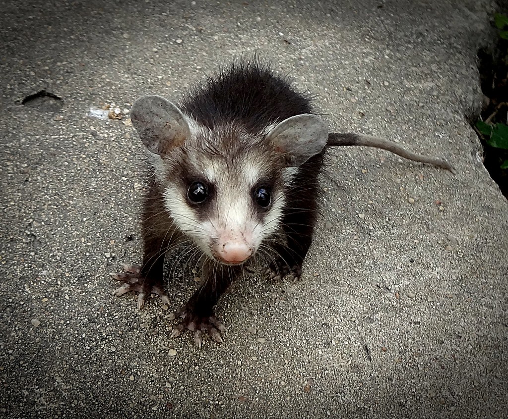 Possum